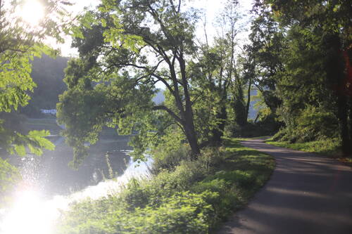 Trees along a road