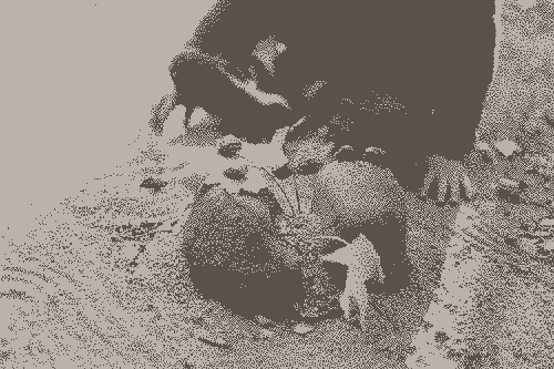 A kid building a castle for snails with some rocks and leaves