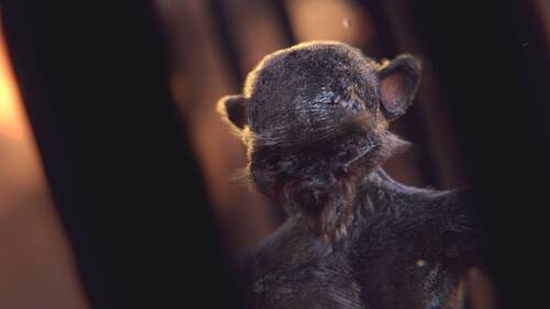 Image de synthèse représentant un singe zombie.